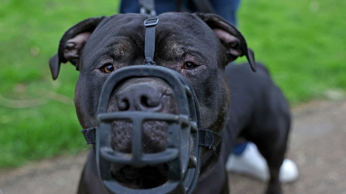 England bans unregistered XL Bully dogs after attacks