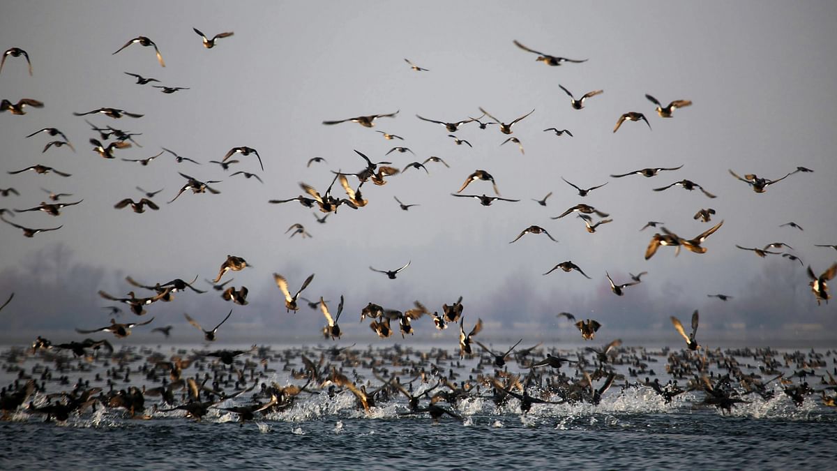 One in five of world's migratory species at risk of extinction: UN