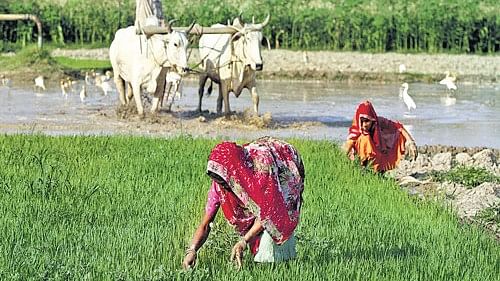 India needs to usher in Green Revolution 2.0 to promote less water-intensive crops: GTRI