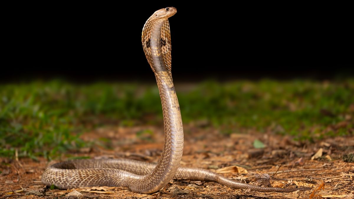 Scientists at IISc Bengaluru develop antibody against deadly snakebite toxin