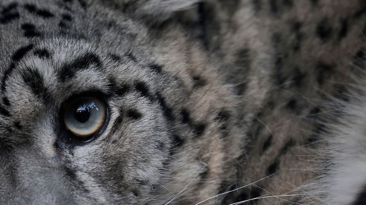 Monitor, save the snow leopard’s habitat