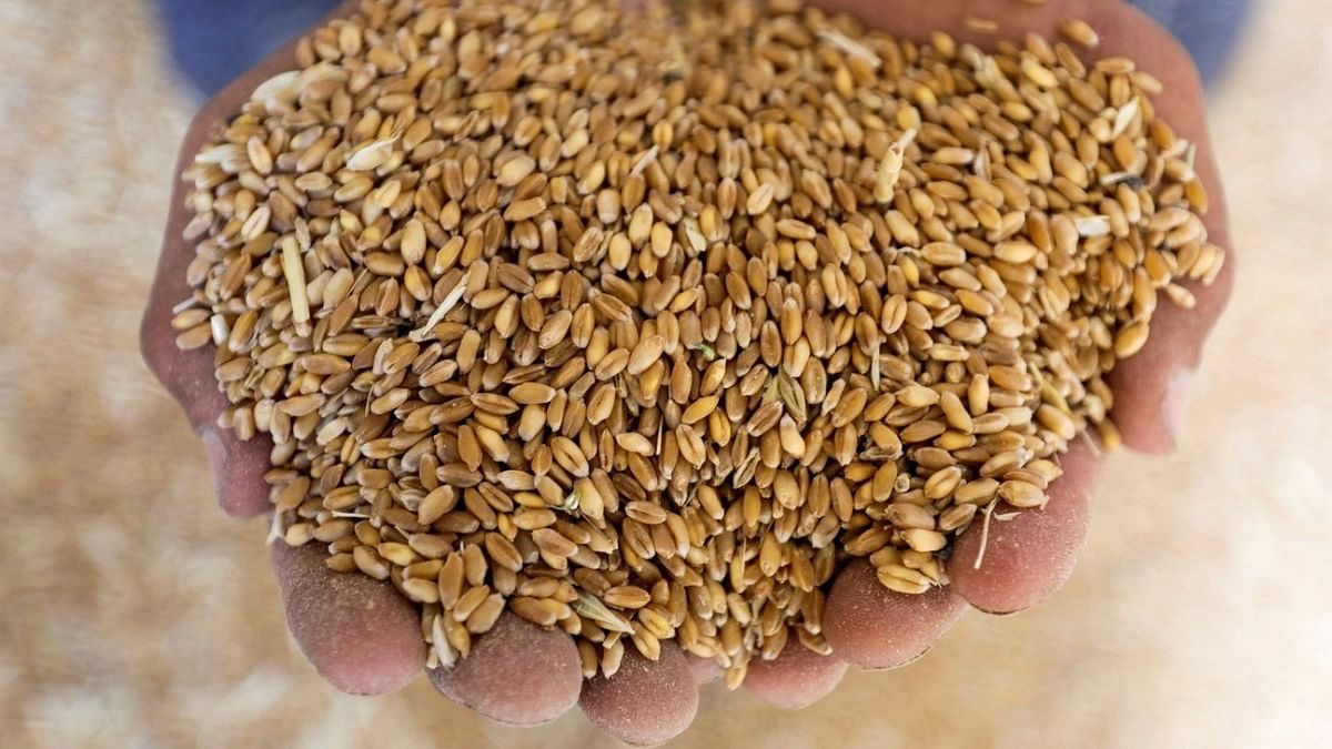 Government second estimate pegs wheat output at record 112.01 million tonne in 2023-24
