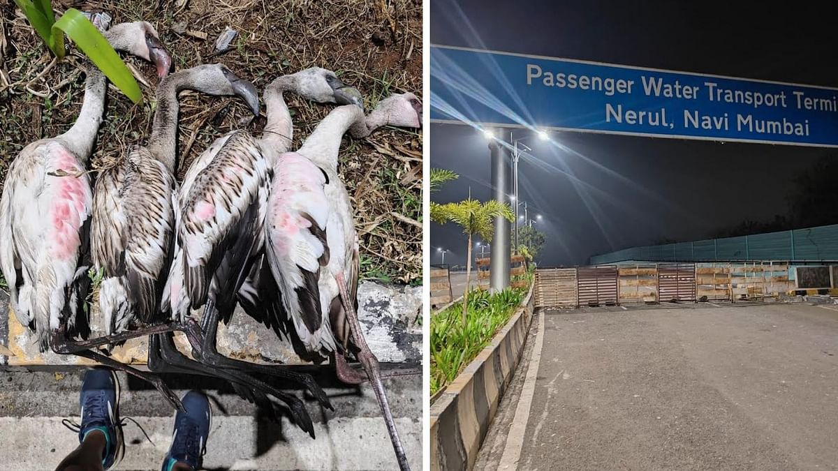 'Flamingo killer' sign board taken down after 7 pink birds die in Navi Mumbai