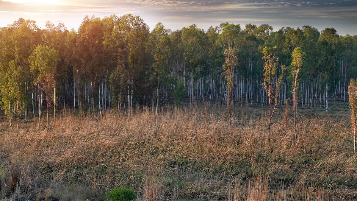 Karnataka government to form panel to decide on lifting ban on eucalyptus plantation
