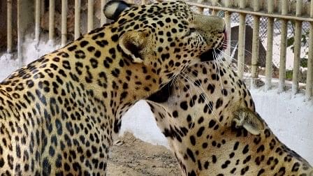 Tripura zoo gets tigers, leopards after 5 years 