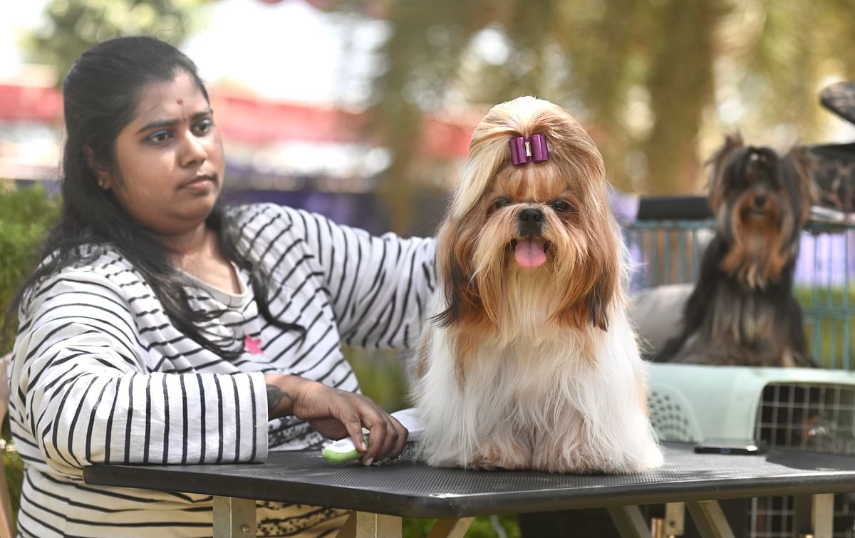 Akhila from Coimbatore with her Shih Tzu.