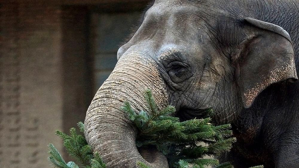 Elephant Munchies: Curing animals with cannabis