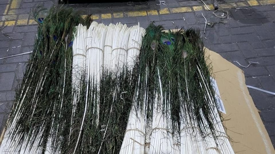 Peacock feather smuggling racket busted