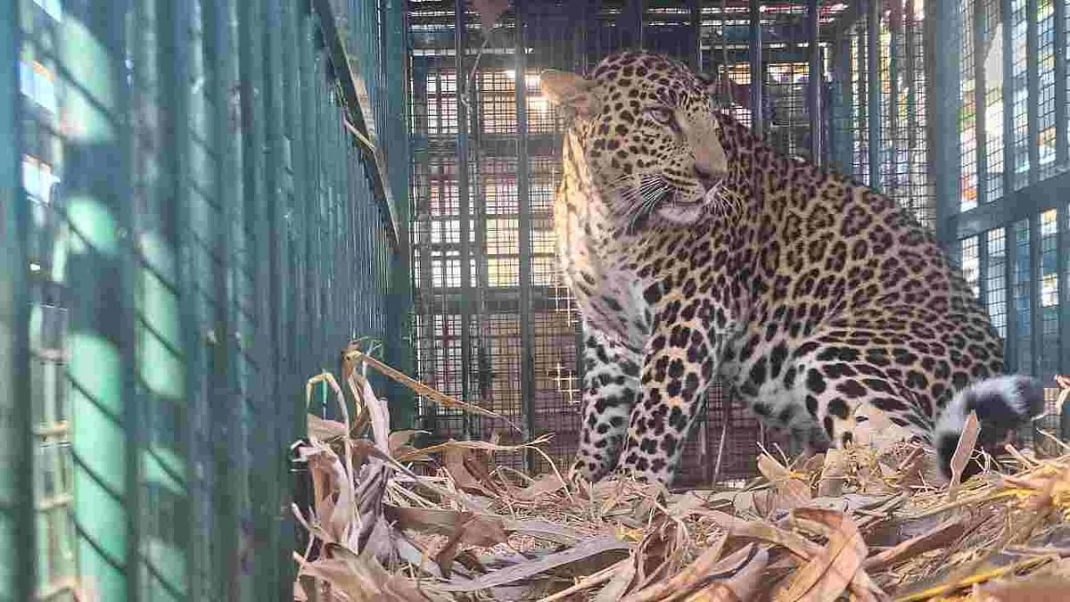 Two leopards rescued in separate incidents in Mysuru