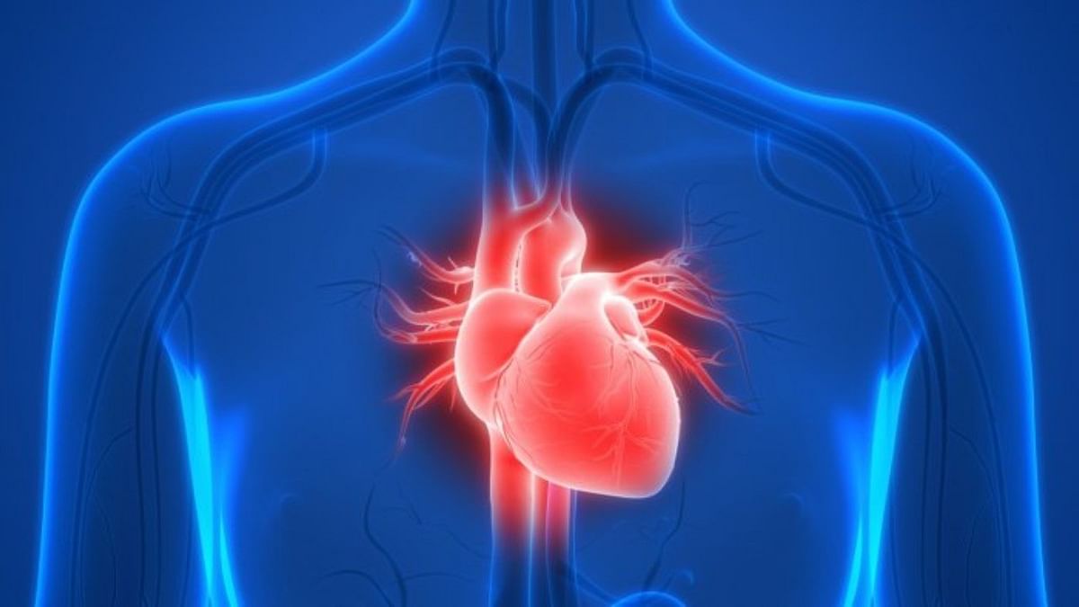 A blow to the heart can kill you – or bring you back to life