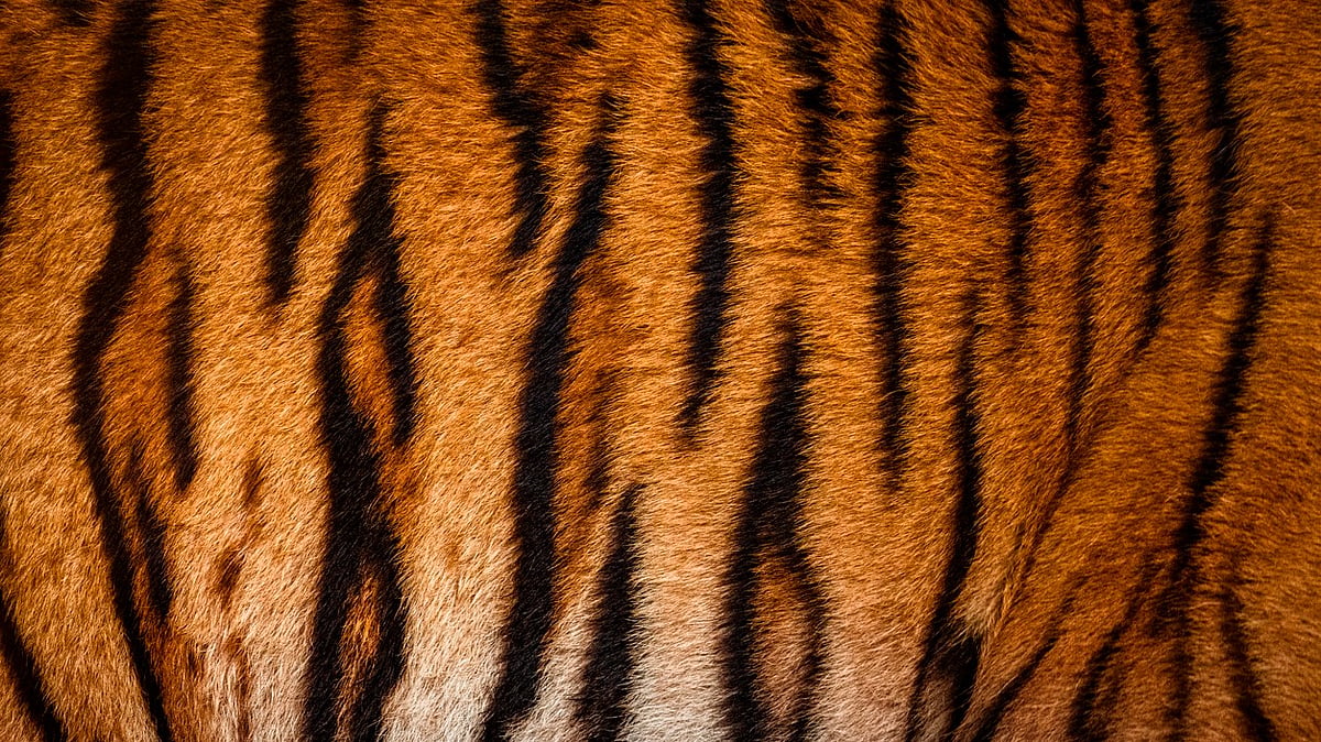 Wildlife trafficking: India, four other nations plan coordinated crackdown using Interpol channels - Vimarsana News