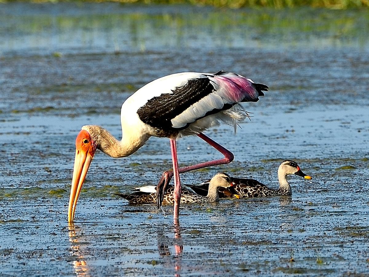 Painted Stork