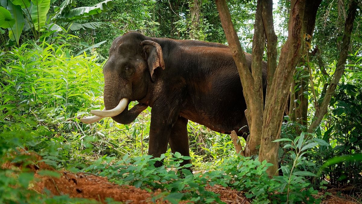 Wild elephant falls into well in Kerala's Ernakulam, rescue efforts on
