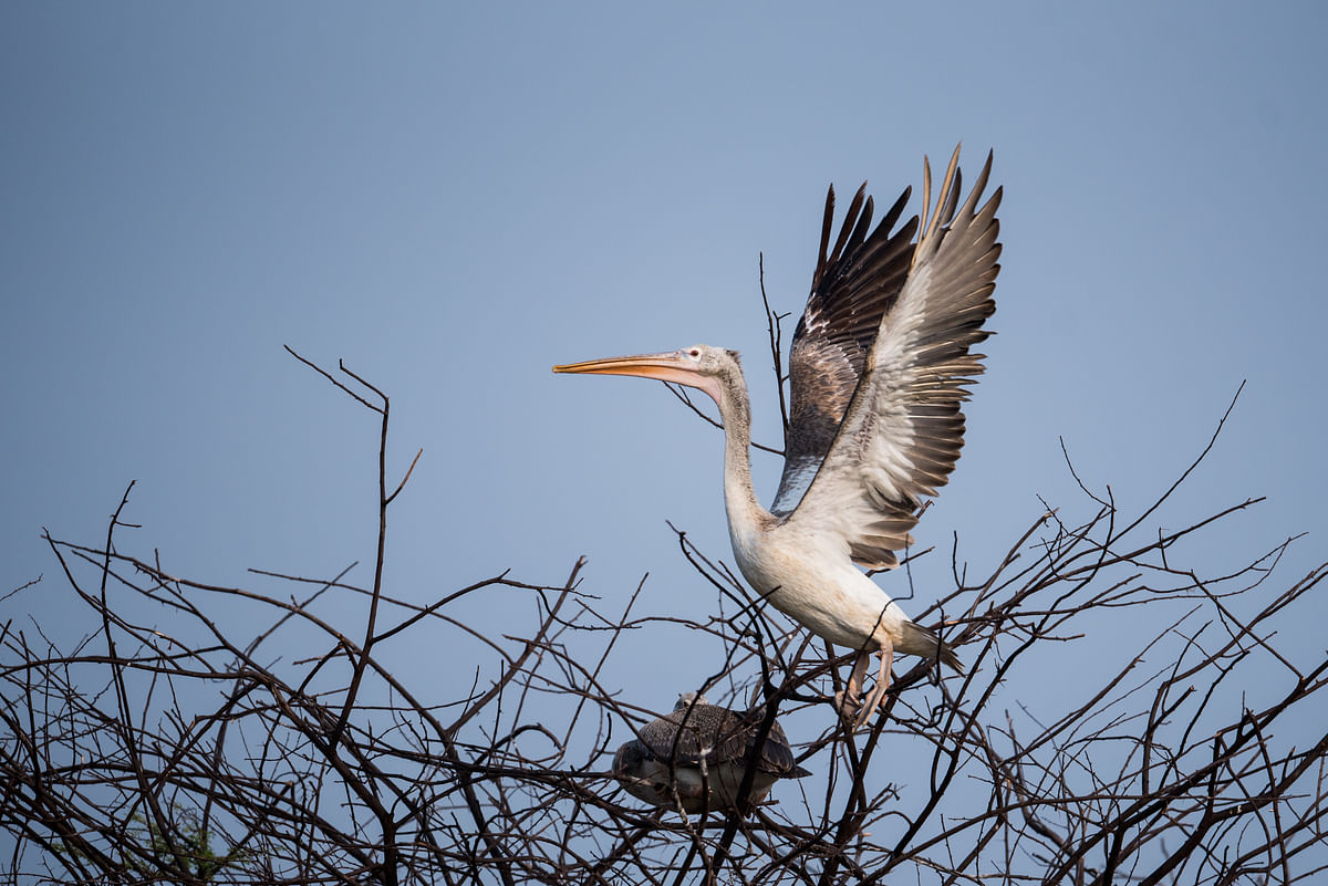 Spot-billed pelican. Photos by Rajeev Gejje 