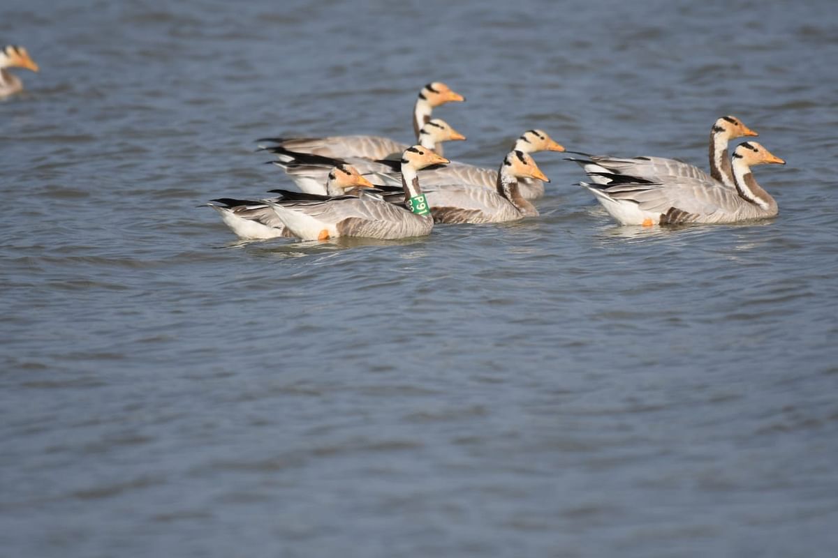 Bar-headed geese. Photo by Sangamesh Kadagad