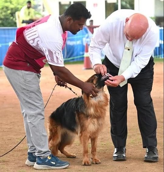 Vincenzo Tantaro, President of German Shepherd Dog Confederation Australia, was the judge at the Mangaluru GSD dog show.