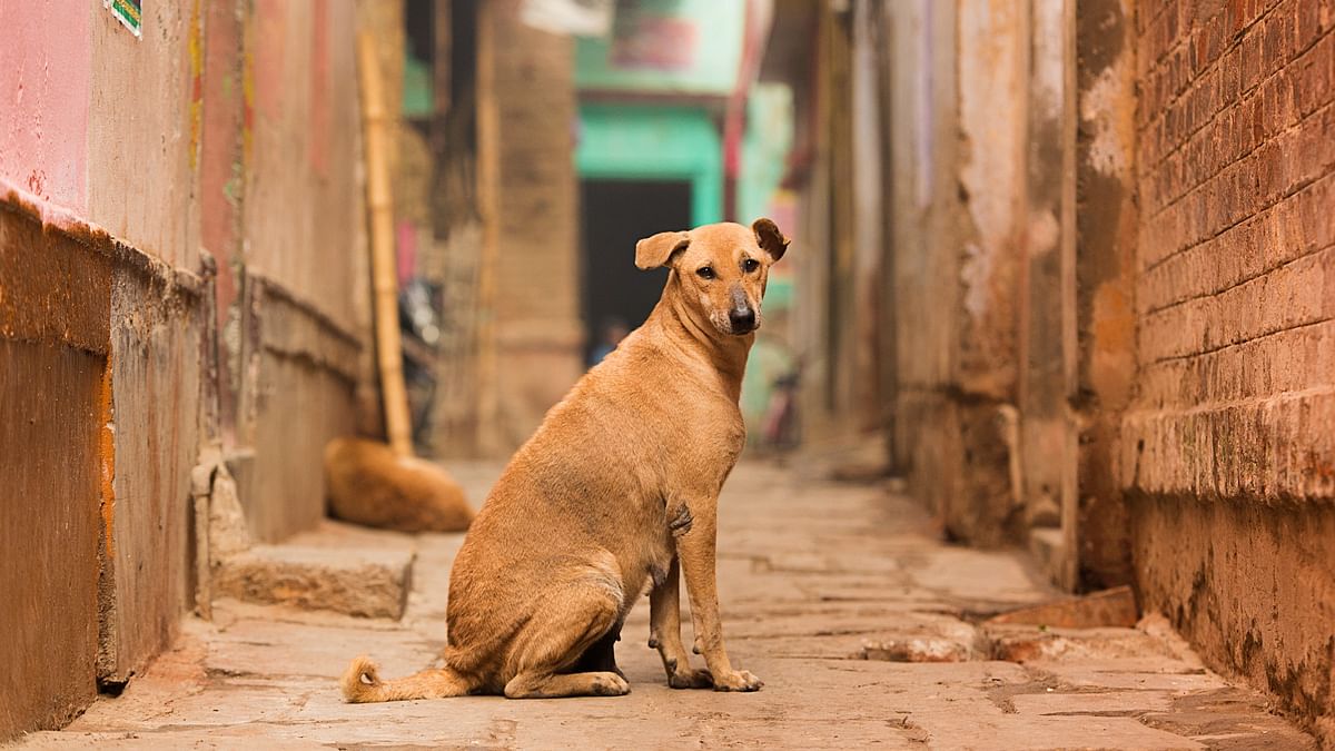 20 stray dogs found shot dead in Telangana
