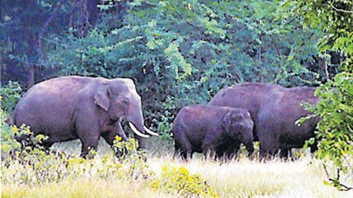 Quick response team member trampled to death by wild elephant in Jharkhand