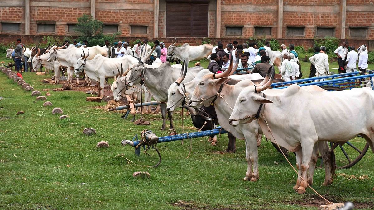 Distress sale of cattle in north Karnataka over fodder fears