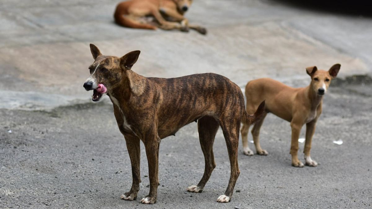 Boy mauled to death by stray dogs in UP