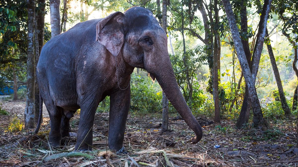 Wayanad on boil over three deaths in elephant attacks