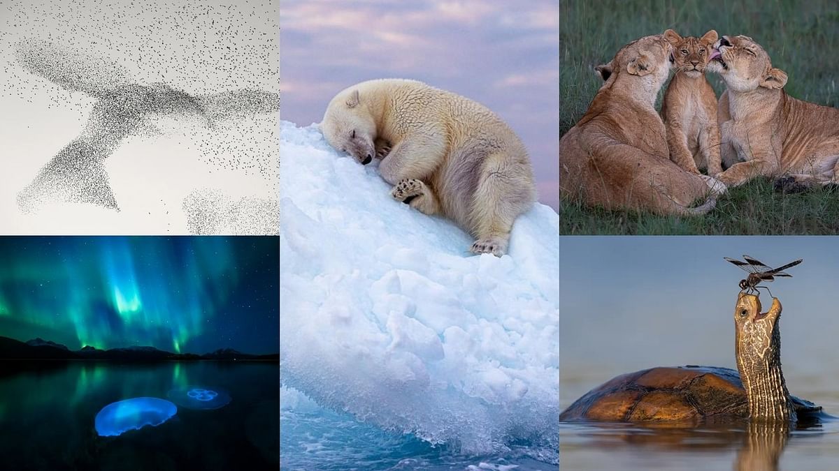 Wildlife Photographer of the Year People's Choice Award winner: See best-voted pictures