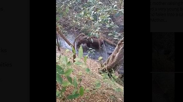 Forest team in Pollachi rescues baby elephant from canal, successfully reunites it with mother
