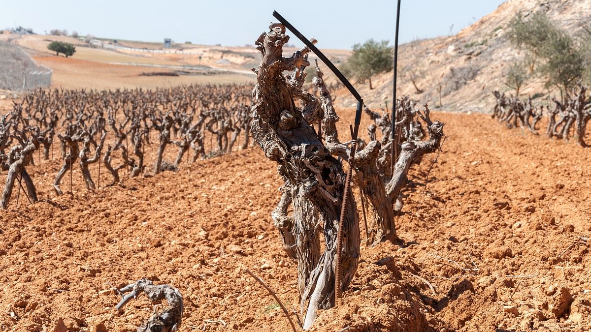 Intense heat, low soil moisture spell doom for Bagalkot’s grape growers