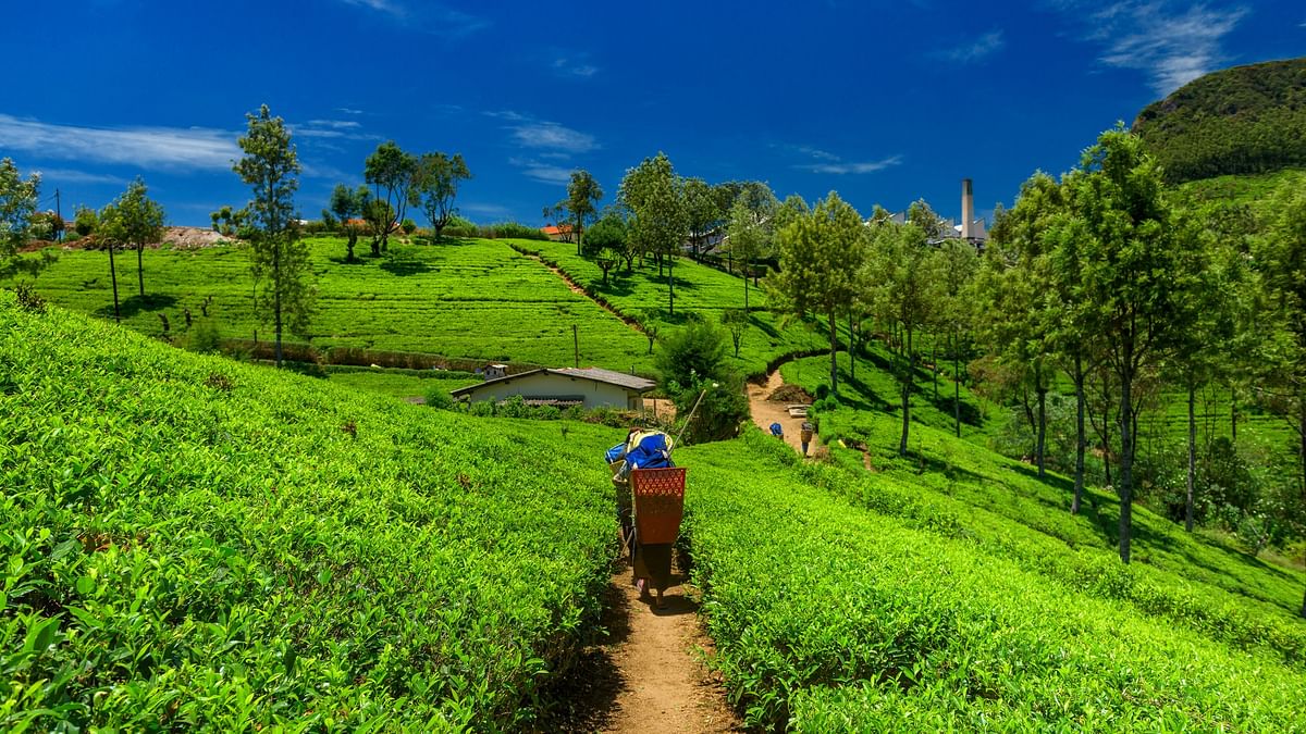 Rhino hub Kaziranga starts tea tourism for tourists to explore Assam's tea culture