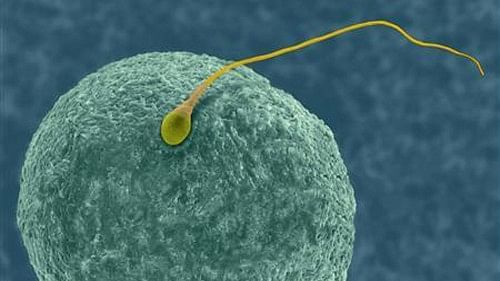 Men producing lower or no sperm are at increased risk of multiple cancers: Study 