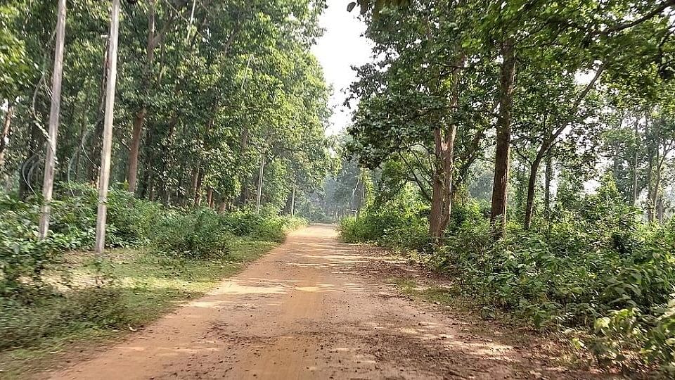 State lost 26,000 acres of forests to encroachers in 9 years