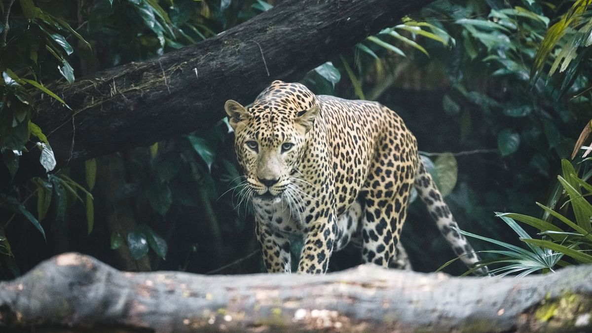 India has nearly 14,000 leopards; Madhya Pradesh tops list