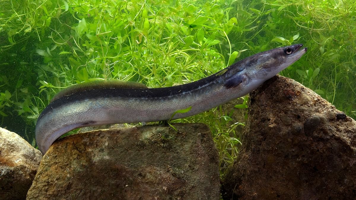 Living eel measuring 30 cm pulled out from Vietnamese man's belly, doctors perplexed