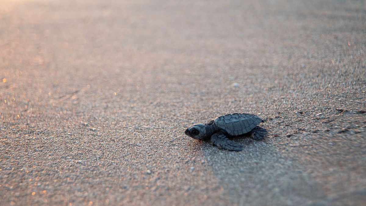 351 baby turtles rescued while being smuggled, three arrested in Odisha