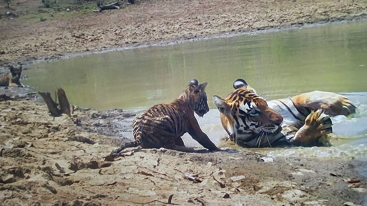 Two tiger cubs found dead in Bandhavgarh Tiger Reserve, ninth casualty in 3 months