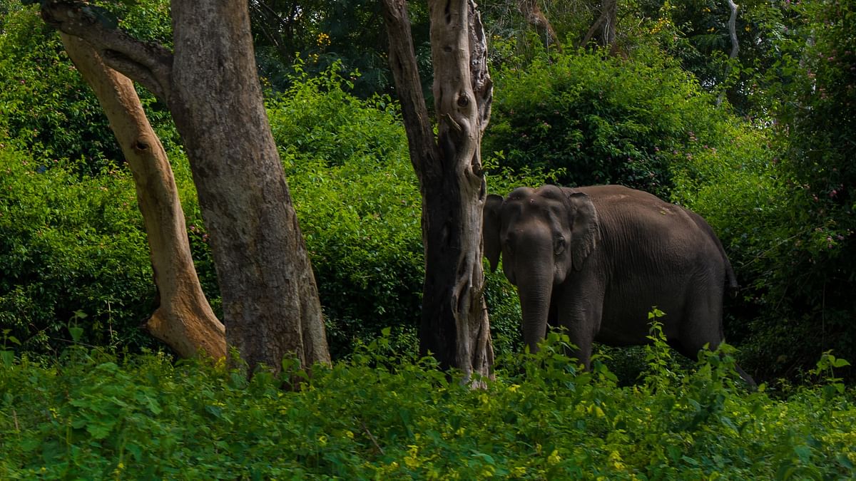 Behind the biodiversity in the Western Ghats