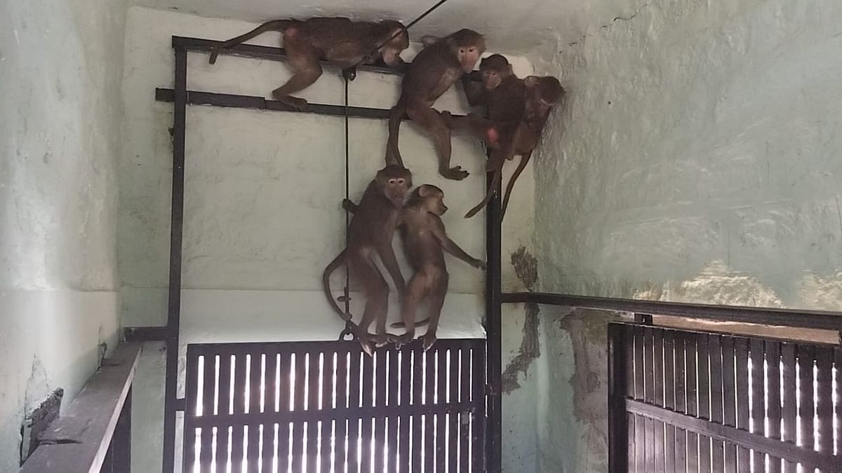 Bannerghatta park gets 6 baboons from Singapore