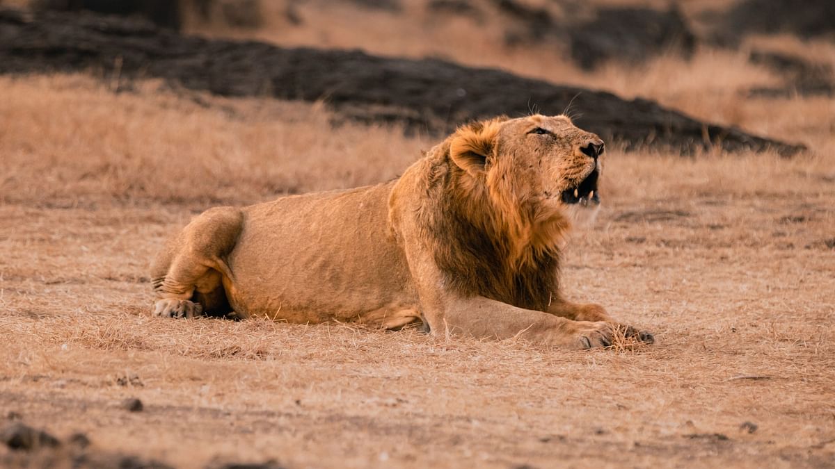 Won't tolerate that you are killing lions every day: Gujarat HC tells Railways