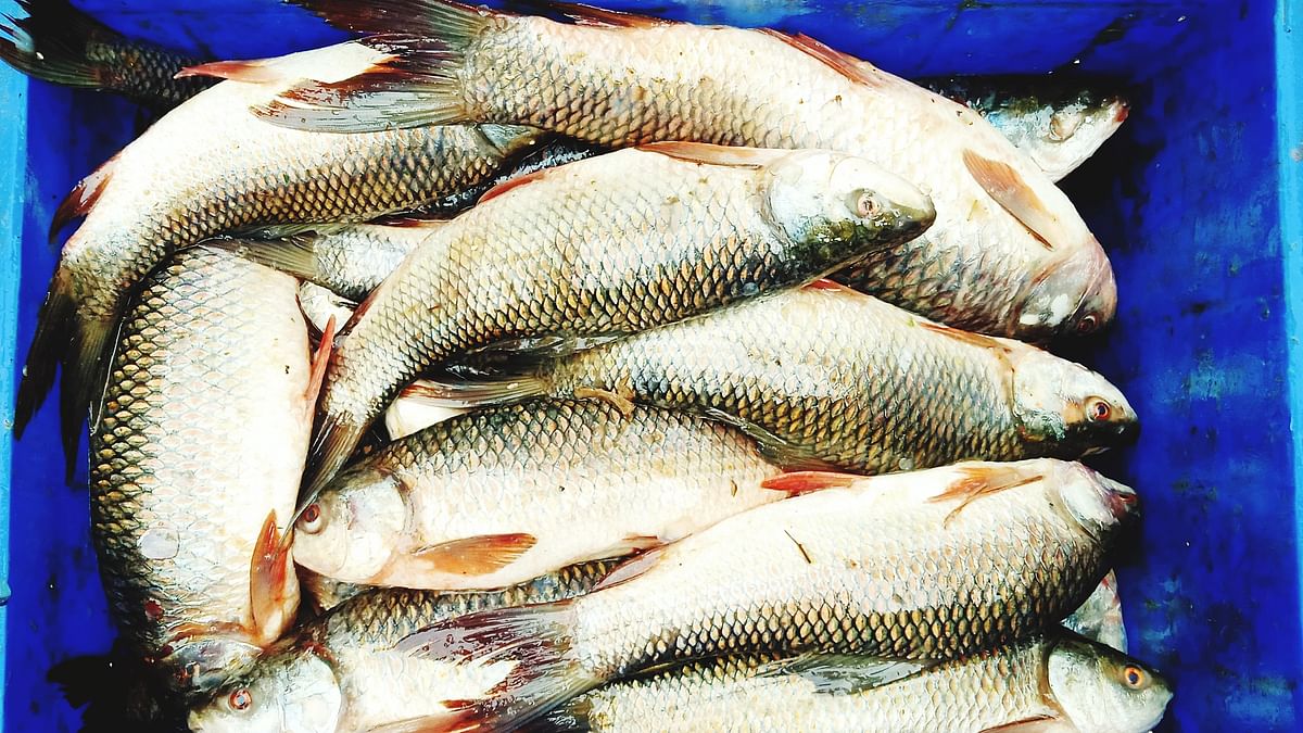 India's per capita fish consumption jumps 81% during 2005-21;Tripura top fish-consuming state