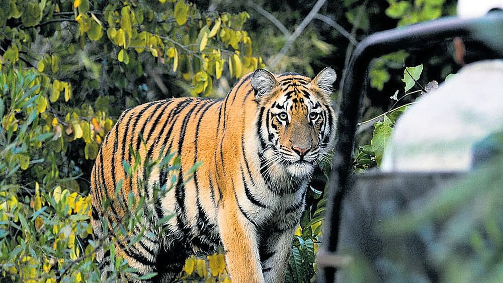Supreme Court orders creation of panel to go into ecological damage in Corbett Tiger Reserve