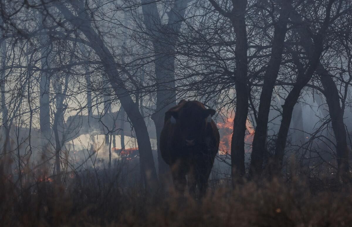 A cow stands near a spot fire, likely from one of the recent deadly wildfires, fueled by high winds near Canadian, Texas.