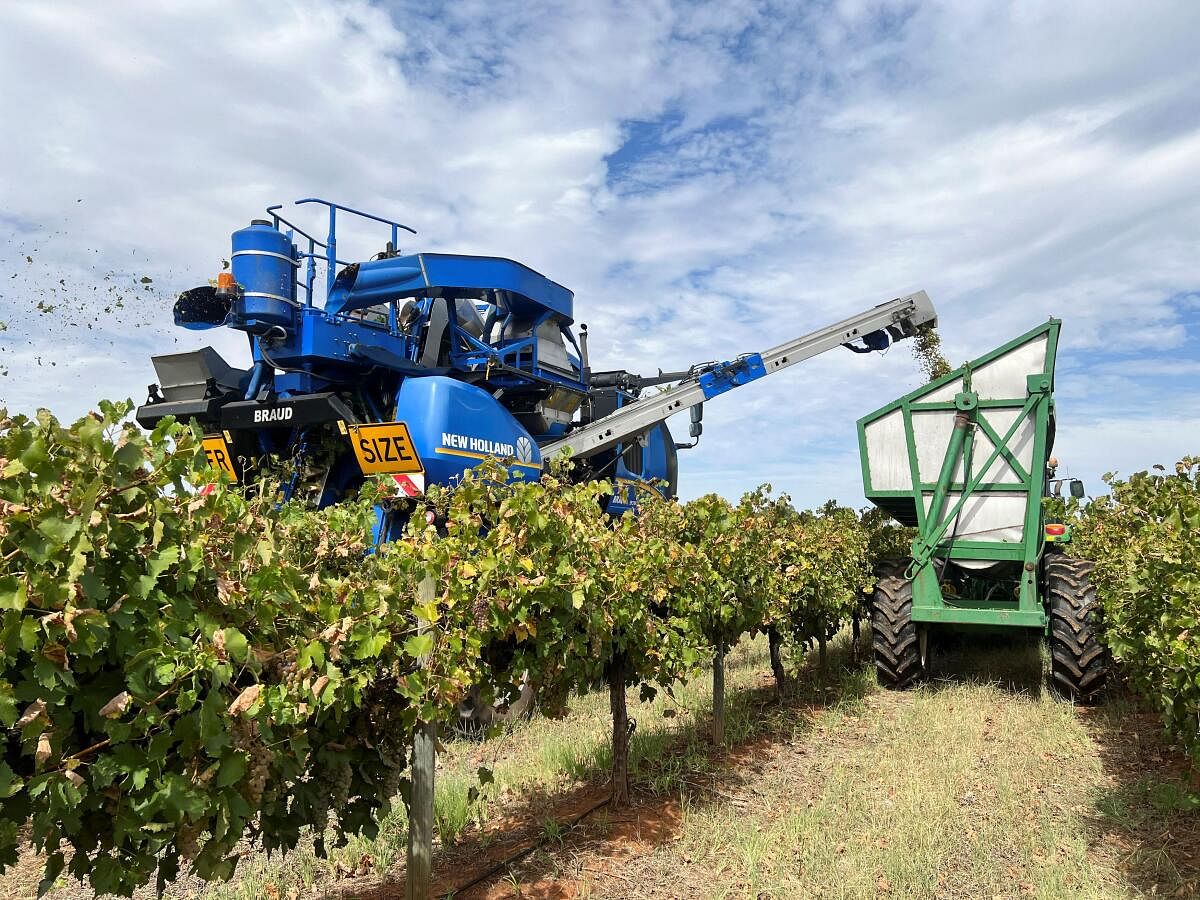 A harvester drops picked grapes into a trailer in the next row along at a vineyard near the town of Griffith.
