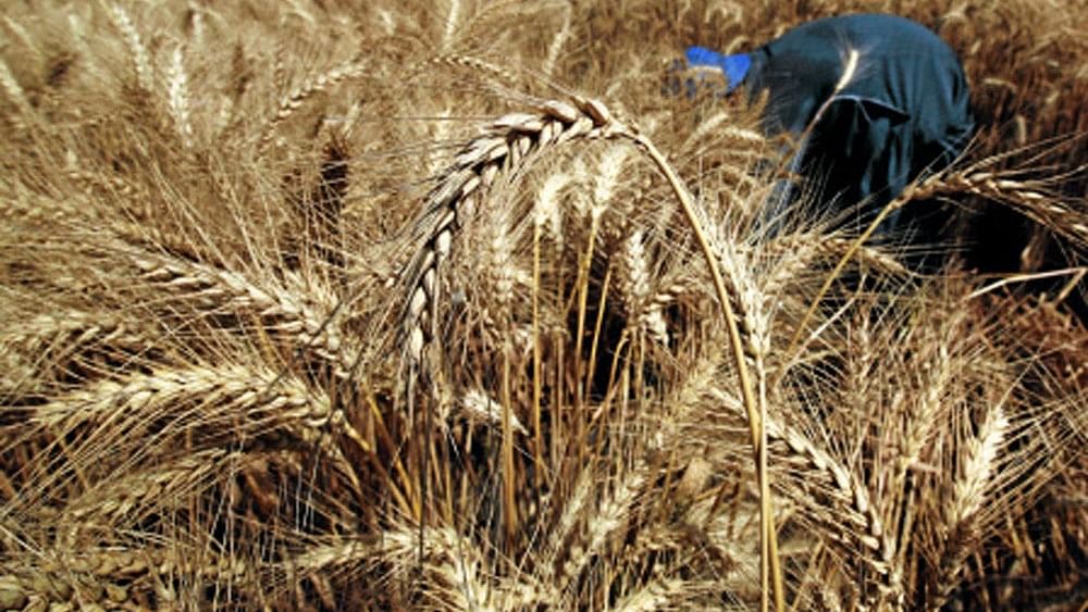 India's wheat stocks hit 7-year low after record state sale
