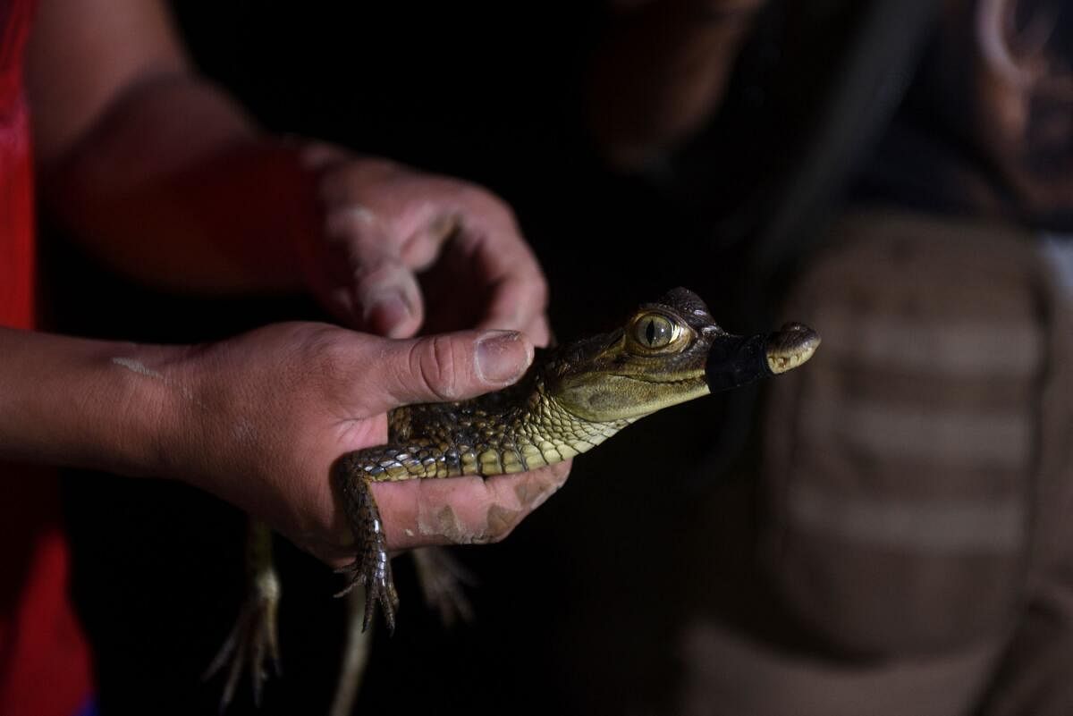 A volunteer holds a baby caiman rescued from the urban area in order to return it to its natural habitat, in Cobija, Bolivia.