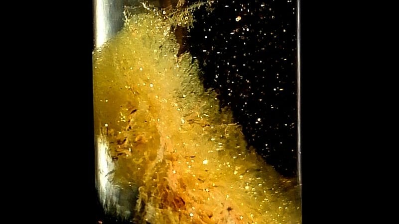 ٹکسال انوویشن-ٹکسال انوویشن کا گولڈ ریکوری عم