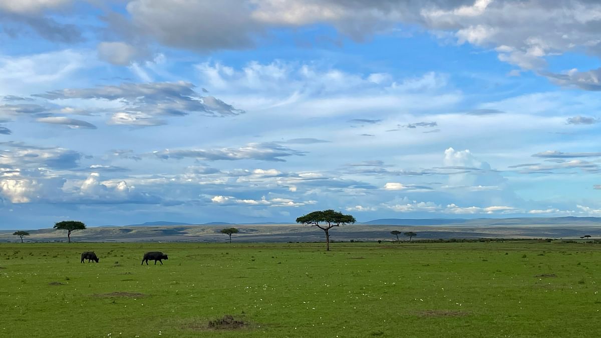 Thrilling encounters in Masai Mara