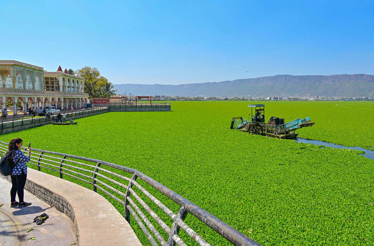 A worker removes water hyacinths from Ana Sagar lake in Ajmer.