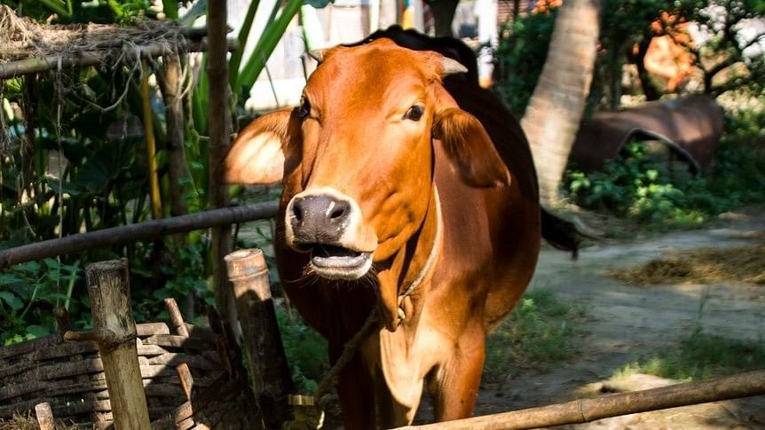 Four men thrashed on suspicion of cow smuggling in Rajasthan