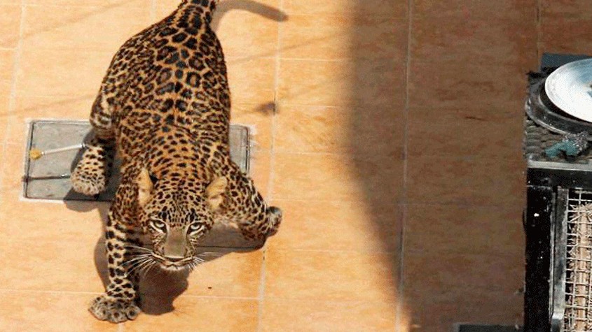 Leopard escapes from quarantine centre near zoo in Pune