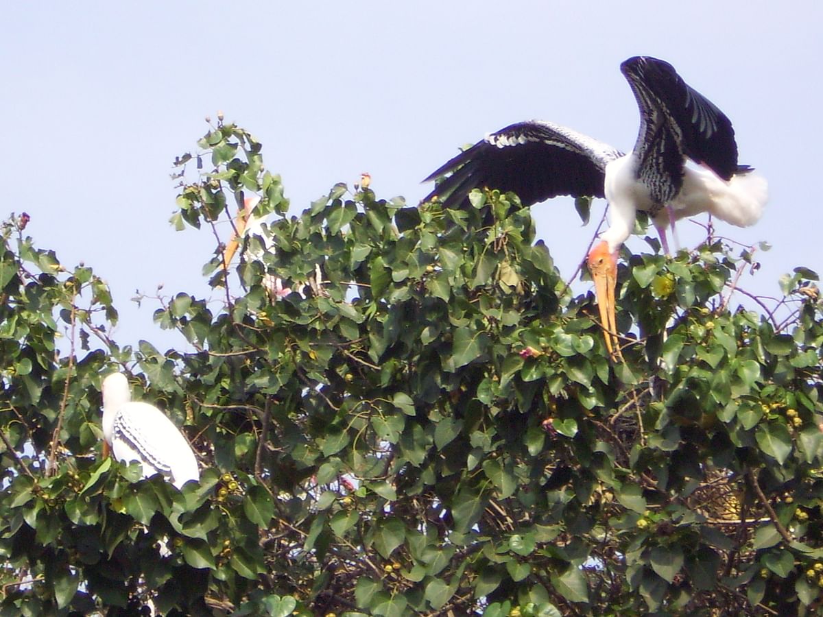 Painted storks at the Kokkarebellur Bird Sanctuary in Mandya district. Photos by author